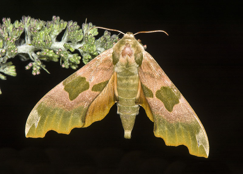 Mimas tiliae - Sphingidae